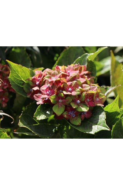 Hydrangea Saxon® Schloss Wackerbarth